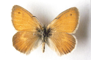 small heath coenonympha pamphilus an uncommon butterfly