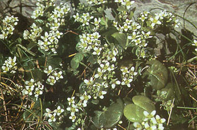 Common Scurvy-grass