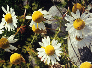 Sea Mayweed