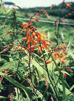 Montbretia