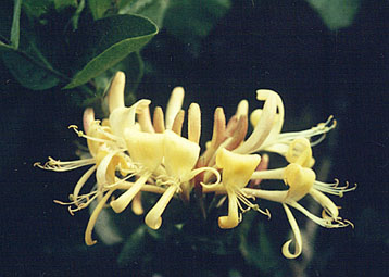 Honeysuckle