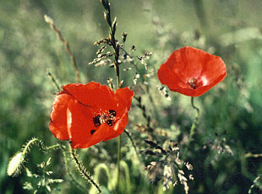 Common Poppy