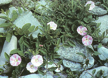 Field Bindweed