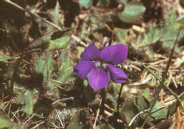 Common Dog-violet